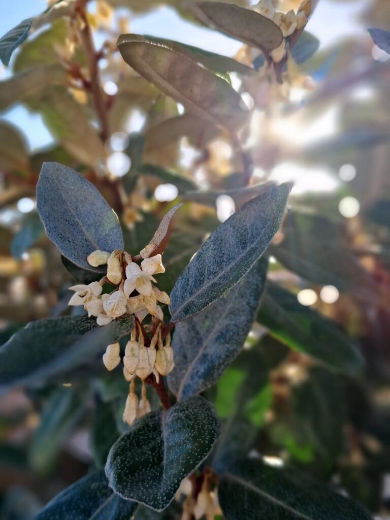 Instagram post from florisimo.jardines. This post is in position 4.