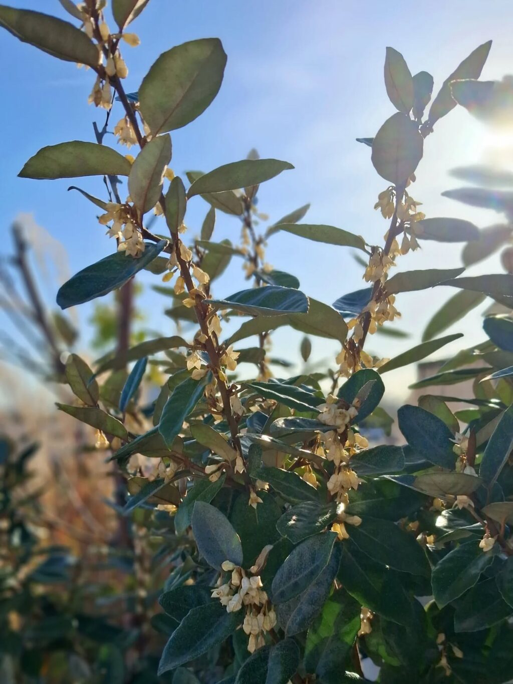 Instagram post from florisimo.jardines. This post is in position 2.