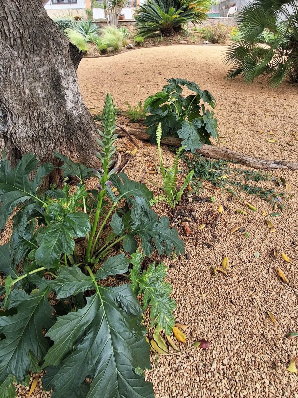 Instagram post from florisimo.jardines. This post is in position 5.